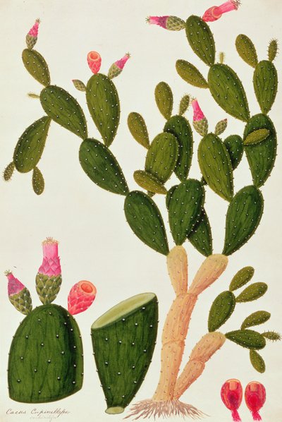 Liedah Badah, Cardasse Cochenille, from Drawings of Plants from Malacca, c.1805-18 by Chinese School